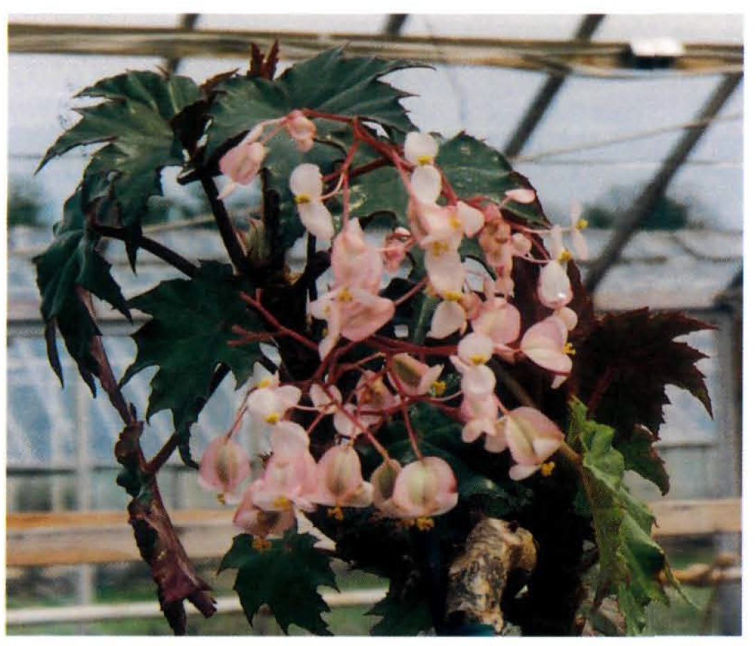 B. ‘Skylark’
